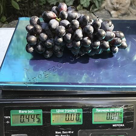 Виноград для арки альтанки Фейз фото