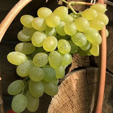 Виноград для арки альтанки Хоуп фото