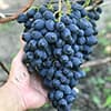 Гроно винограду Карбонадо (Чорний діамант) на руці