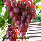 Купити саджанці винограду Кіборг в Україні