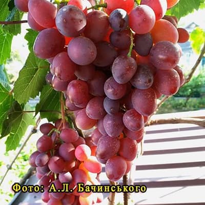 Морозостійкий виноград Кіборг на арці фото