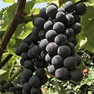 Виноград для сушіння родзинок Венус