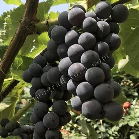 Виноград для арки альтанки Венус фото