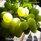 Купити саджанці винограду Кузьма в Харкові