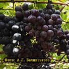 Купити саджанці винограду Маріша в Харкові