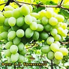 Купити саджанці винограду Замкова гора в Харкові