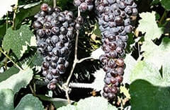 Винный виноград - описание сорта, фото, отзывы