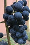 Сорт винограду Голубок опис, фото, відгуки
