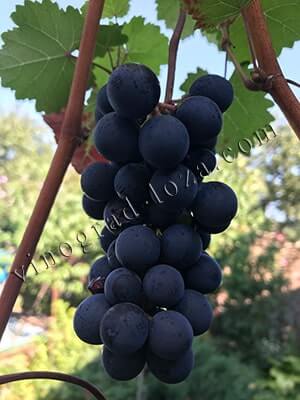 Технічний виноград Каберне Дорса опис сорту фото відгуки