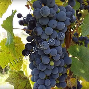 Виноград для вина Тонус опис сорту фото відгуки