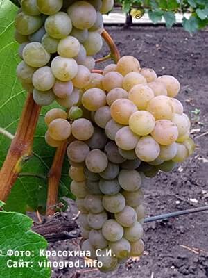 Виноград для вина Трамінетт опис сорту фото