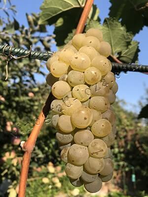 Сорт винограду Йоханнітер опис фото відгуки