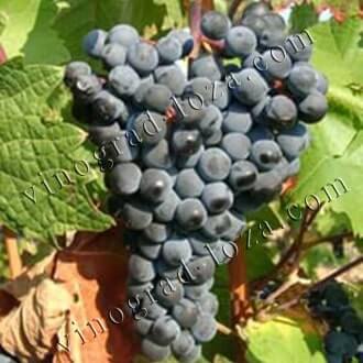 Технические-винные сорта винограда в Украине: описание, фото, купитьсаженцы - Vinograd-Loza