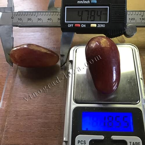 Розмір і вага ягід винограду Дубовський Рожевий фото