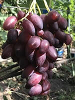 Сорт винограда Дубовский розовый описание, фото, отзывы