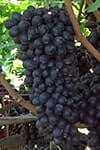 Сорт винограду Джой опис, фото, відгуки