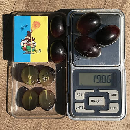 Кишмиш Джой розмір і вага ягоди фото