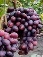 Сорт винограду Емір опис, фото, відгуки