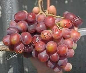 Сорт винограду Еверест опис фото відгуки