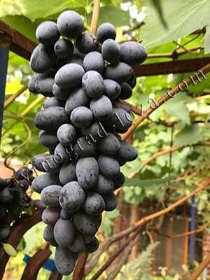 Виноград кишмиш Фейз описание сорта фото отзывы