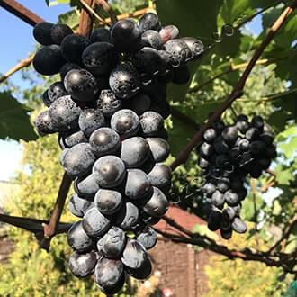Сорт винограду Фейз сідліс опис сорту фото відгуки