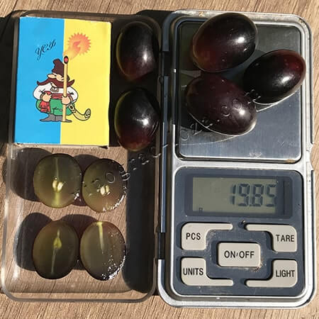 Кишмиш Фейз розмір і вага ягоди фото