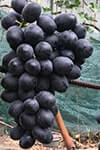 Сорт винограду Фуршетний опис, фото, відгуки