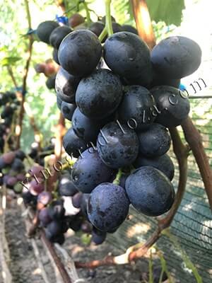 Сорт винограда Фуршетный полная зрелость фото
