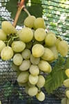 Сорт винограду Галахад опис, фото, відгуки