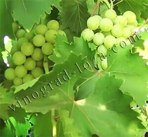 Очень ранний виноград Галбена ноу фото