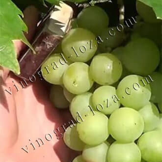 Морозостойкие (неукрывные) сорта винограда в Украине: описание, купитьсаженцы - Vinograd-Loza
