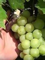 Сорт винограду Галбена ноу (Золотинка) опис, фото, відгуки