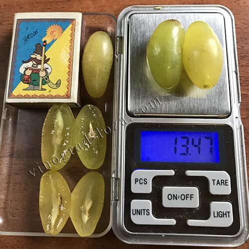 Розмір і вага ягід винограду Голд Фінгер фото