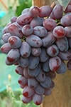 Сорт винограду Граф Монте Крісто опис, фото, відгуки