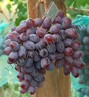Сорт винограду Граф Монте Крісто опис фото відгуки