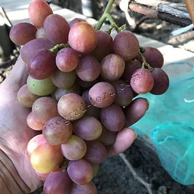 Гроно винограду Гурман райдужний на руці