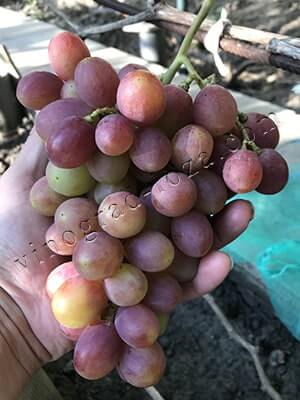 Сорт винограда Гурман радужный фото