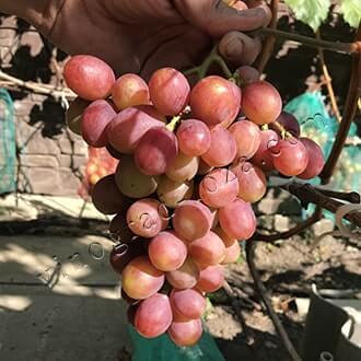 Розовые (красные) сорта винограда в Украине: описание, фото, купить саженцы- Vinograd-Loza