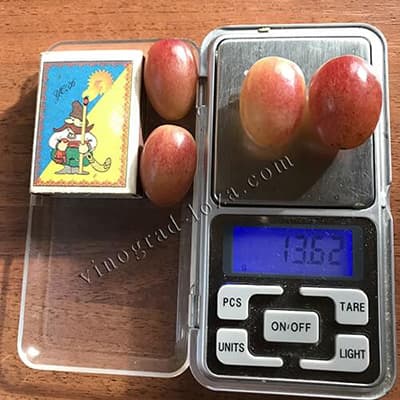 Вага та розмір ягід винограду Гурман райдужний