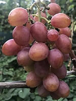 Сорт винограду Гурман Ранній опис, фото , відгуки