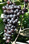 Сорт винограду Гурзуфський рожевий опис, фото, відгуки