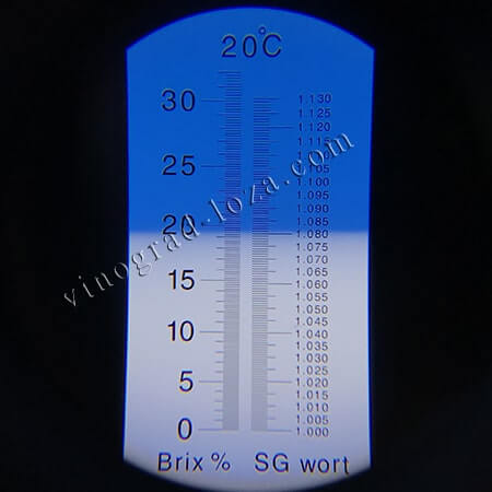 Виноград кишмиша Хоуп цукристисть соку фото