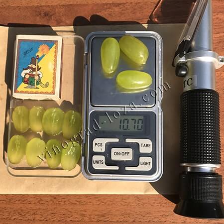 Кишмиш Хоуп розмір і вага ягоди фото