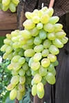 Сорт винограда Хоуп описание, фото, отзывы