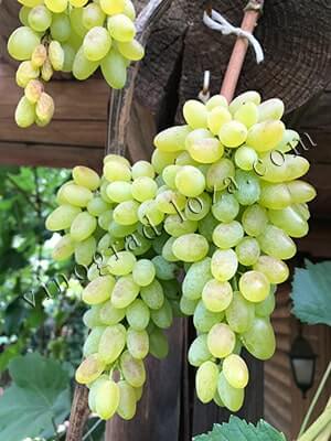 Сорт винограда Хоуп фото, описание и отзывы фото