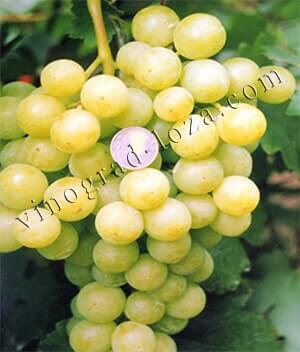 Сорт винограду Іюльський білий опис фото