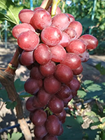 Сорт винограду Ізумленіє опис, фото, відгуки