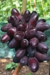 Сорт винограду Ізюмінка опис, фото, відгуки