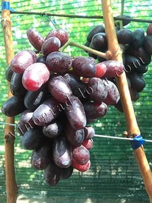 Сорт винограду Ізюминка опис фото