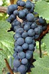 Сорт винограда Каберне Дорса описание, фото, отзывы